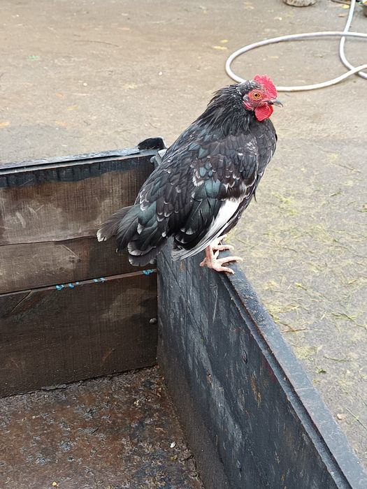 Disponibili cocoși pitici