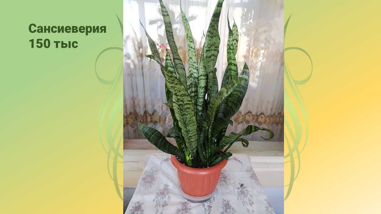 Аглаонема. И другие свои домашние цветы