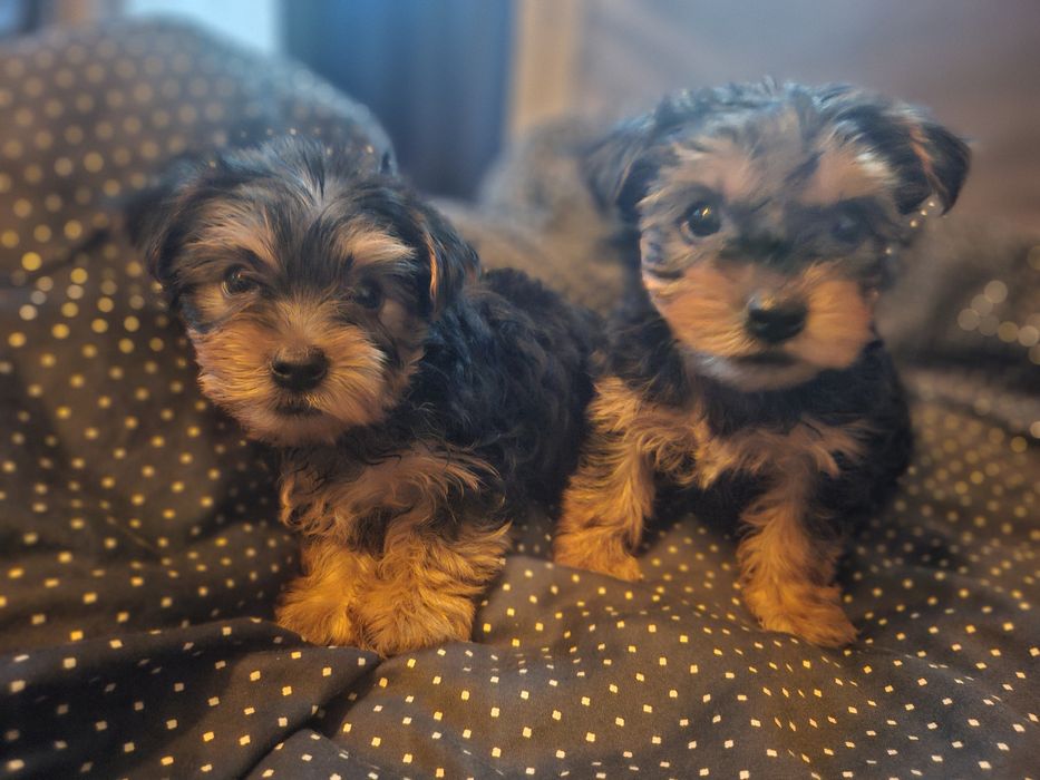 Йоркширски териер/йорки