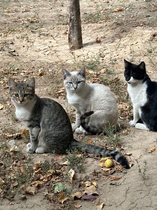 Котята продаются бесплатно