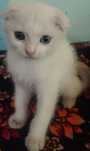 Scottish fold mushuk sotiladi