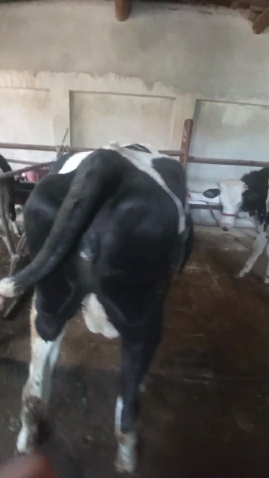 Sigir 3 qoringa 8 oyli bòģoz sotiladi