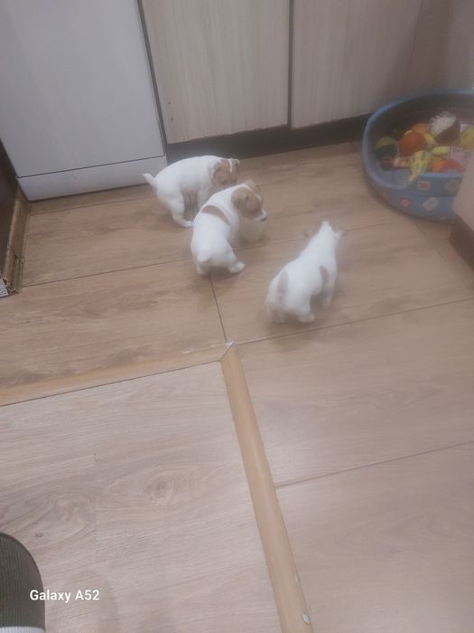 Продавам Джак-ръсели на първа ваксина