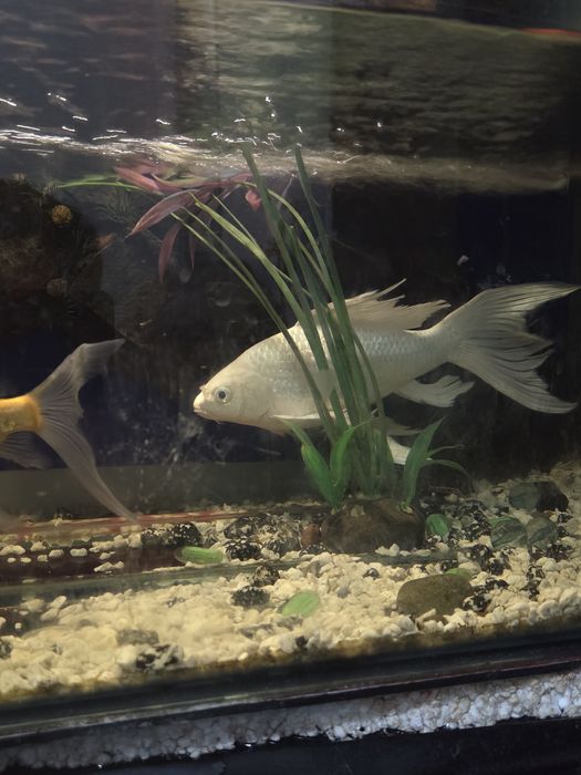 Srochna soriladi baliqlar 4 dona 150 mingdan