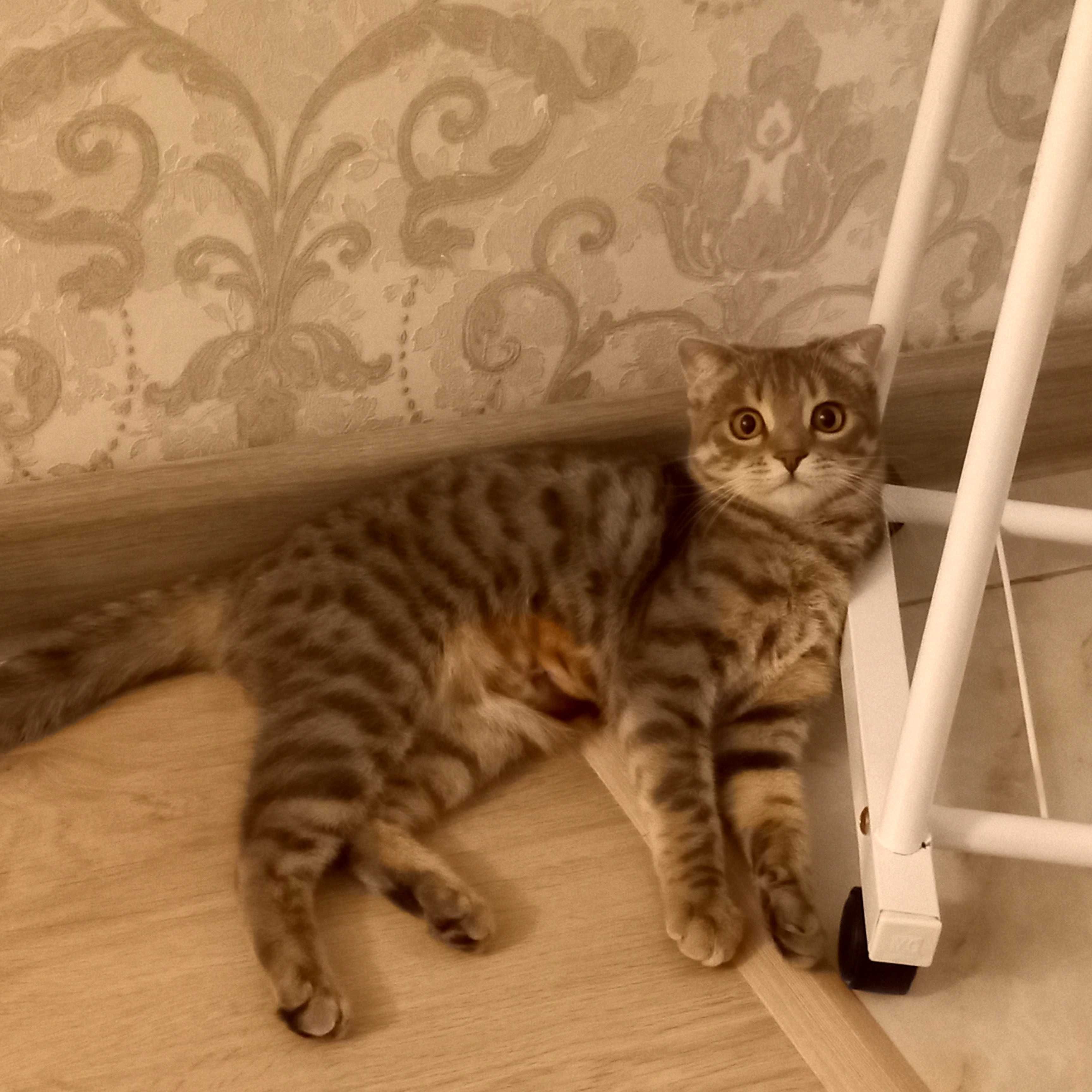 Продам шотладскую прямоухую (скоттиш страйт), 8 месяцев