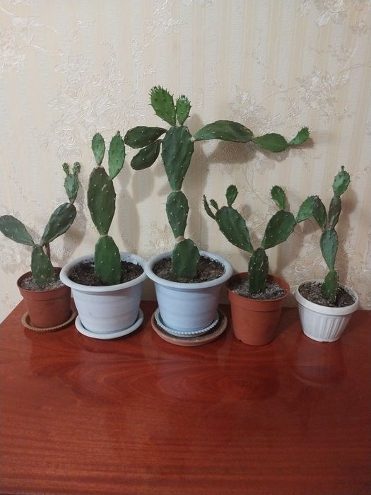 Продам комнатный цветок опунция.