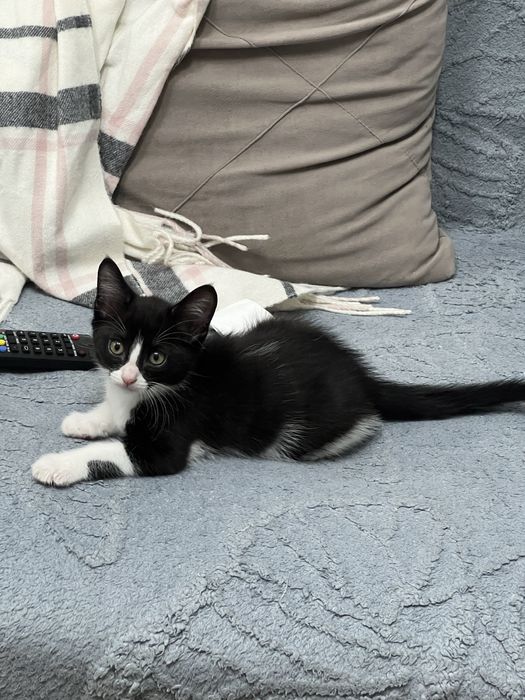 Отдадим котёнка в хорошие руки