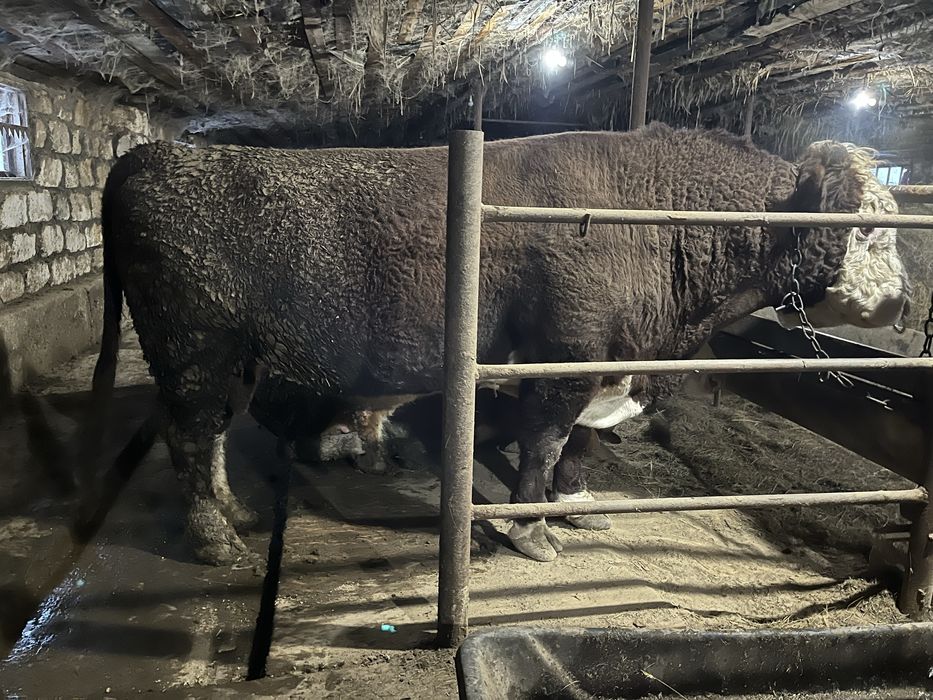 Бұқа сатылады 1,5 млн