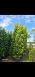 Vând leylandii gold rider
