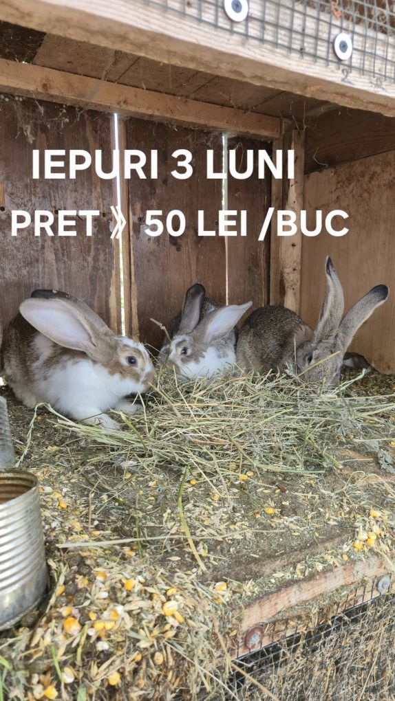 Iepuri Soi Mare Arad
