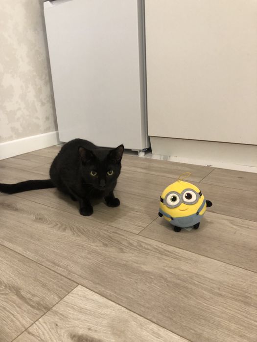 Отдам кота в хорошые руки