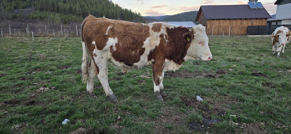 De vanzare vaci bune te tinut(nu sunt pentru taiat)