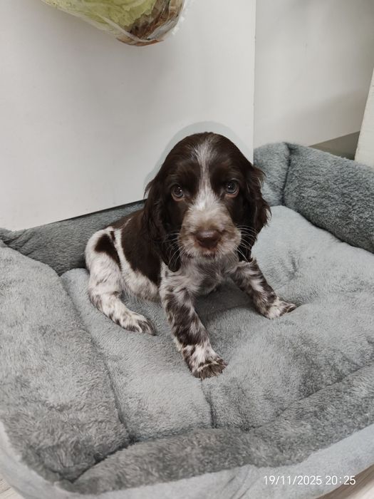 продам щенка русского спаниэля