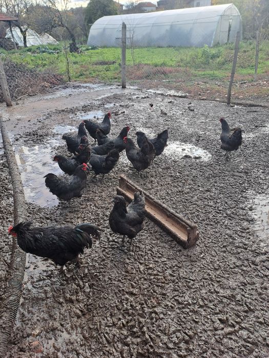 Оплодени яйца от черен австралорп