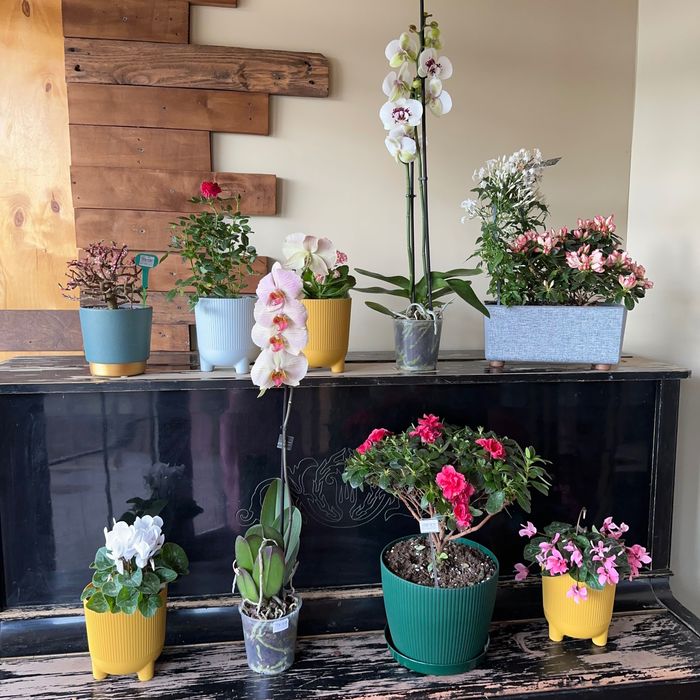 Здоровые комнатные растения!