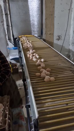 Куриные яйца оптом