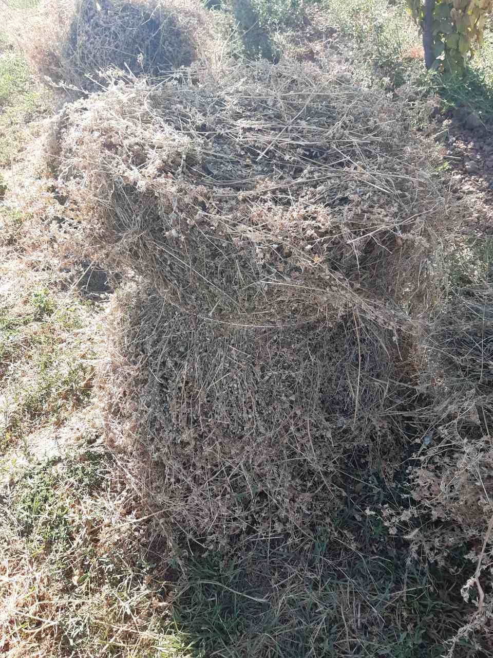 Kuk beda sotiladi