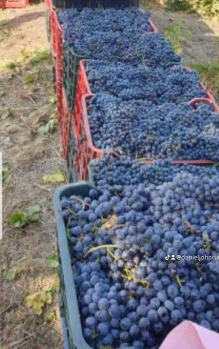 Vand Struguri de Vin