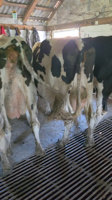 Disponibile vaci holstain