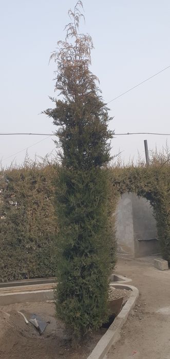 Маржавина Арча бўйи 3-4метр жуда фойдали.Ўзидан хид чиқаради