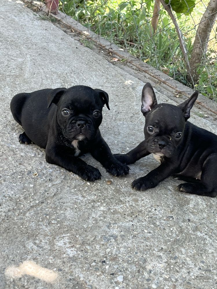 Bulldog francez pui