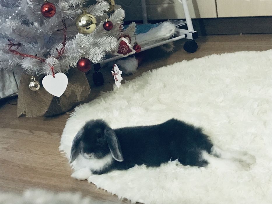 Продам декоративного кролика