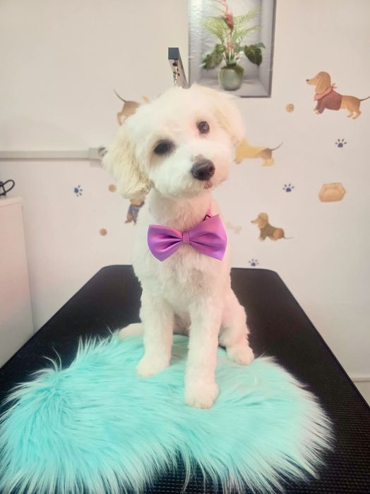 Coafura Canină & Frizerie