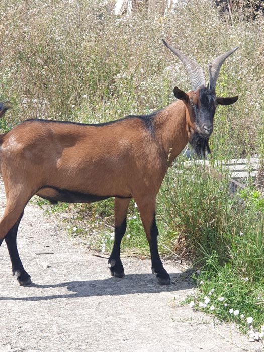 Vand/schimb tap alpin francez