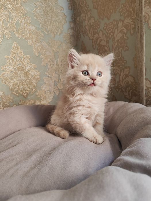 Продаются котята
