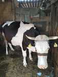 Vând vacă holstein frez vârsta 7 ani gestanta în 7 luni