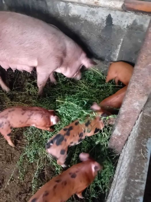 малки прасенца дюрок