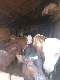 Vitele și vitel de vanzare