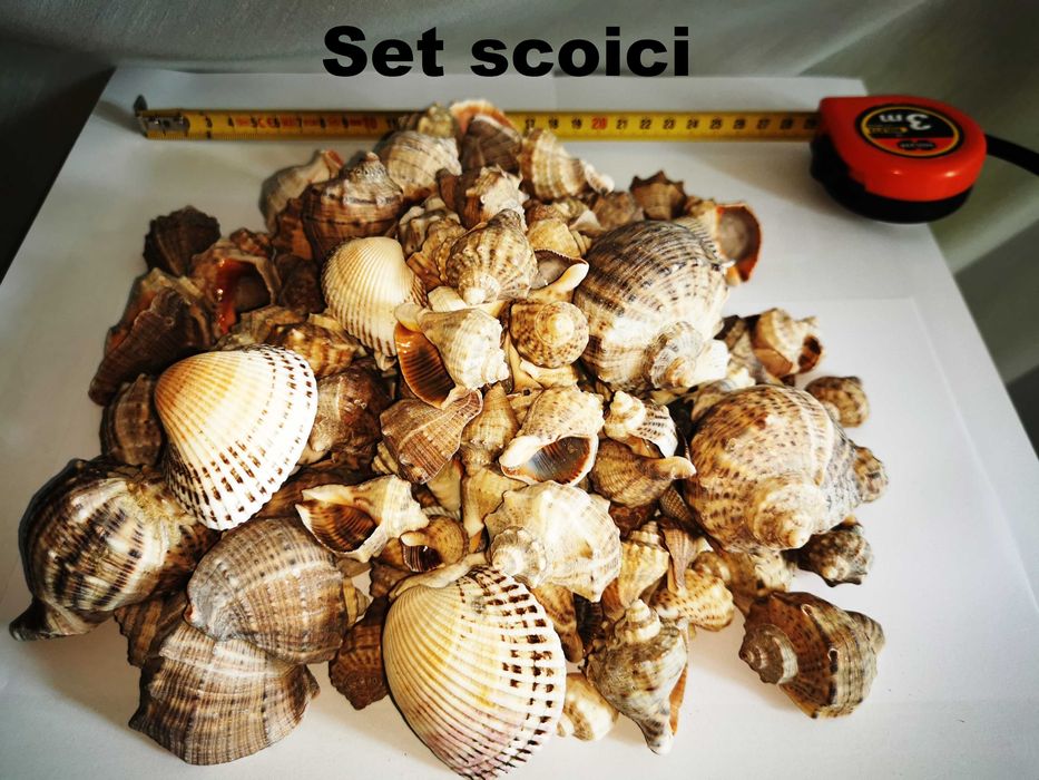 Ornamente naturale (la set) pentru terarii, acvarii, spatii int si ext