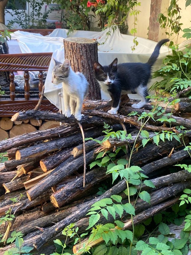 Котята ждут своего человека!