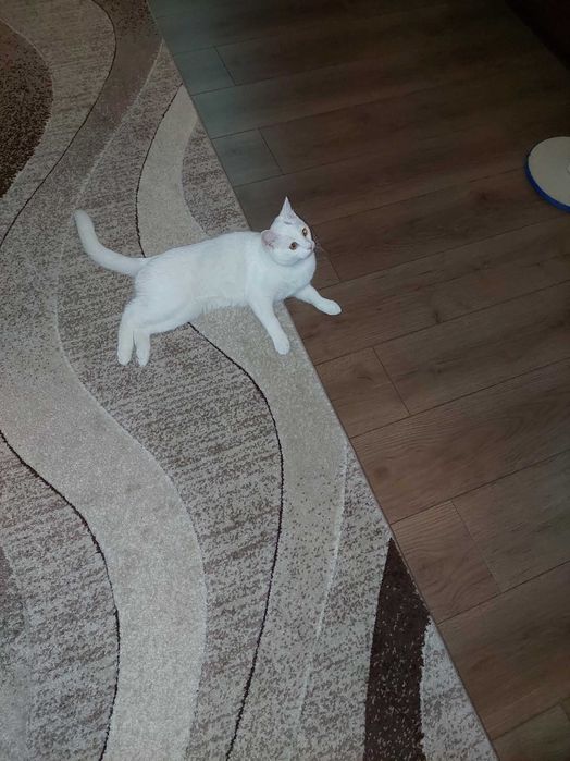 Подарявам Белгийско мъжко коте