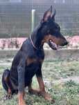 Doberman 6 luni talie mare