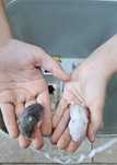 Donez pui de hamsteri roborovski pitic - URGENT