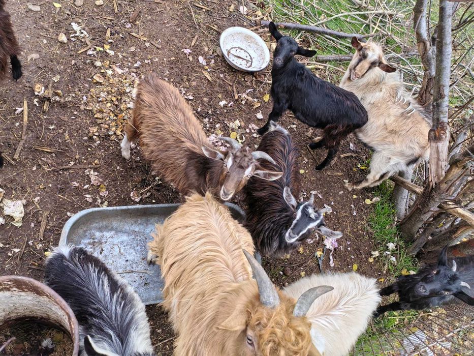 Млади козички, мъжки и женски