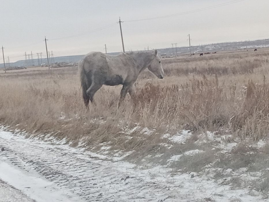 Продам лошадей 1.5 годовалые,кобылки, жеребчики.
