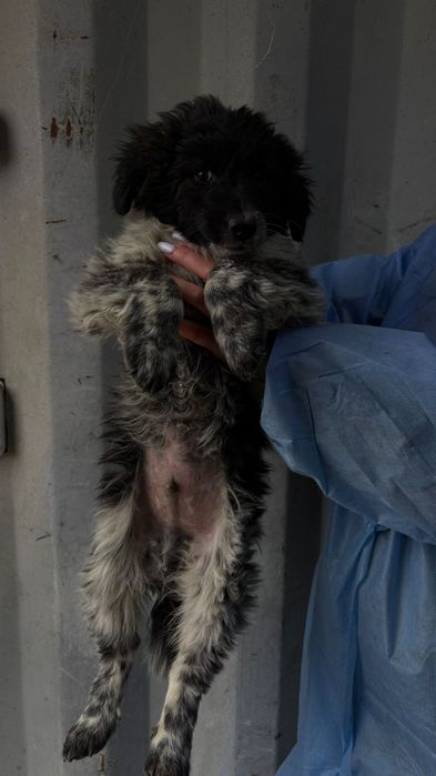 Щенятки Дворянины разных возрастов и окрасов