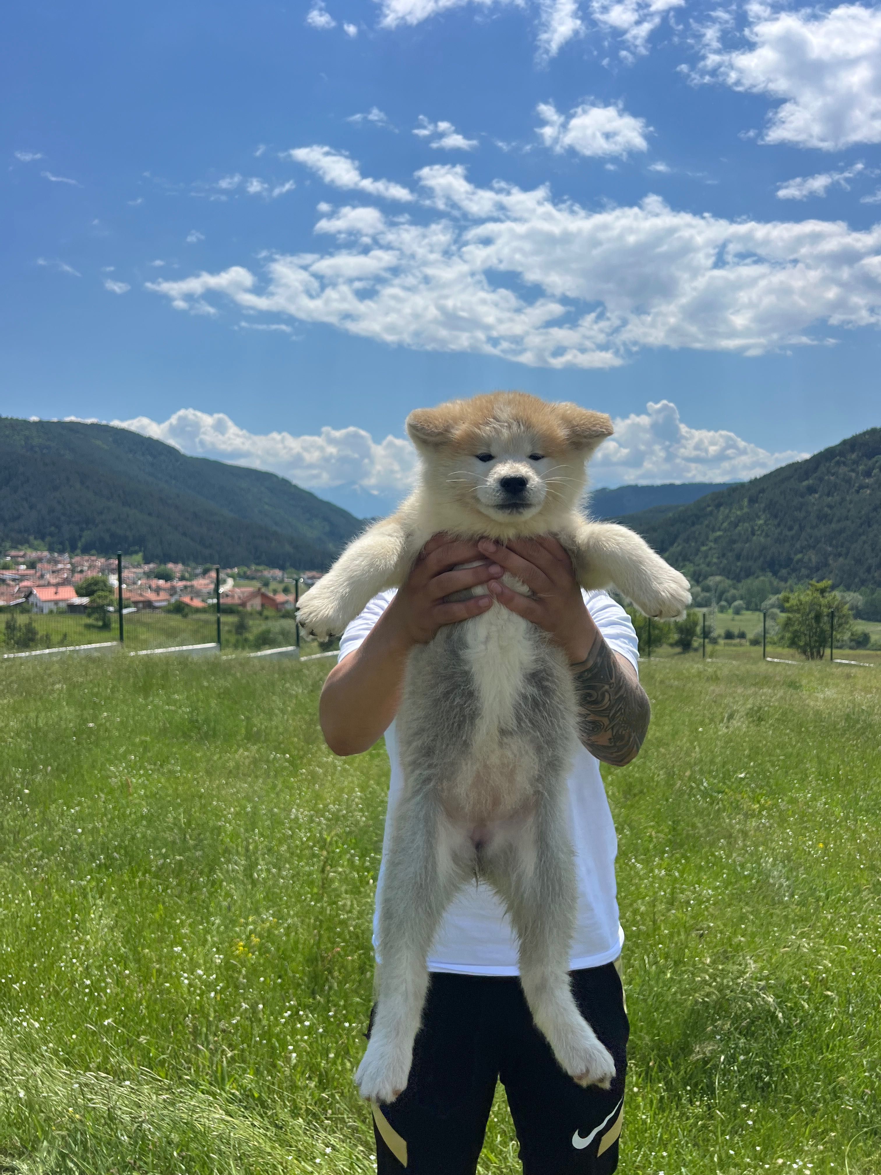 Акита ину Японска акита