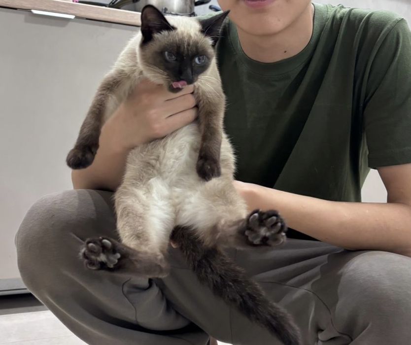 Сиамский котёнок