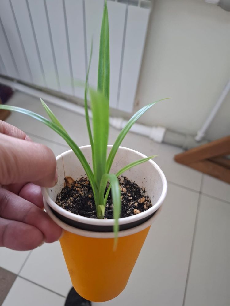 Продается укоренные отросточки