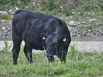 Vand 2 vițele angus
