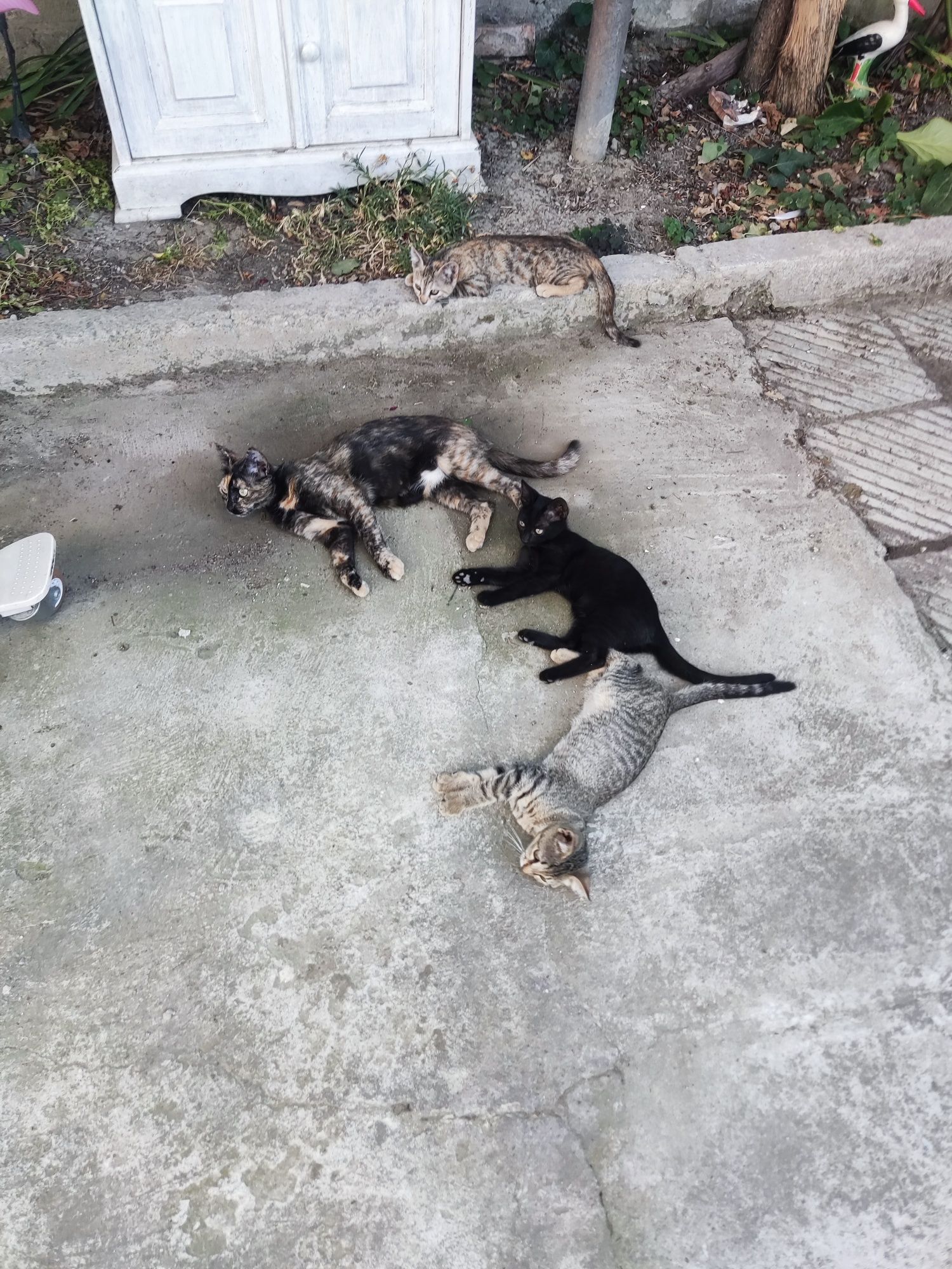 Подарявам котенца