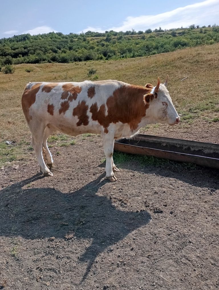 Vând juninci baltate