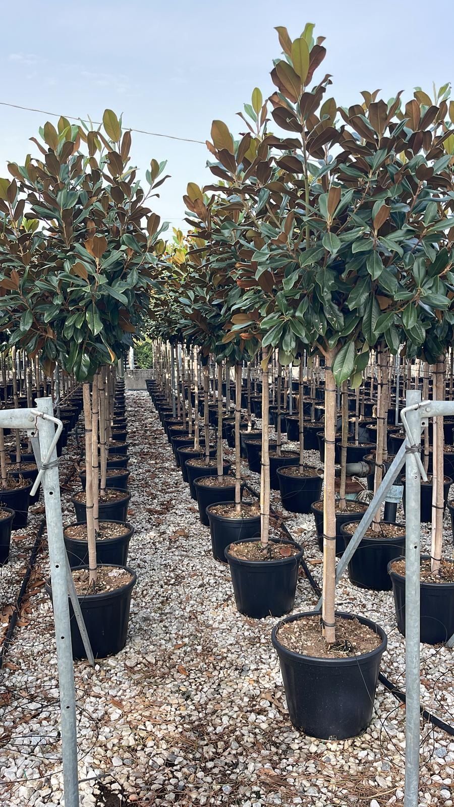 Vand magnolia grandiflora,  plante ornamentale de gradina