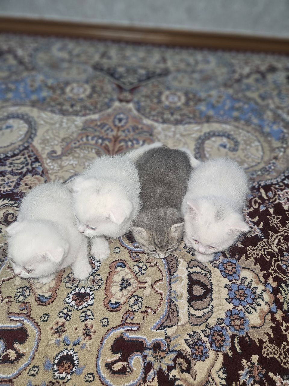 Mushukchalar/kittens