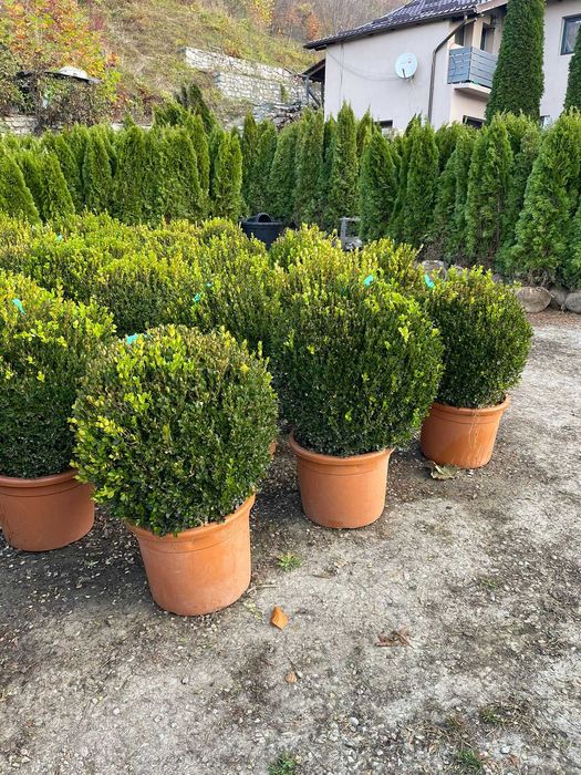 Buxus Glob pe tija, palmier Trachycarpus Etajera Buxus glob
