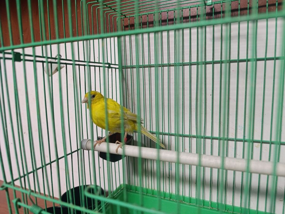 Канарейка самка kanareka moda 2 yosh kletkas bn sotiladi